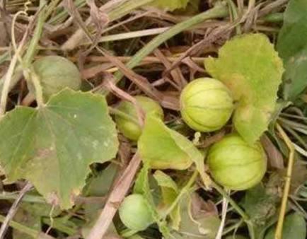 免费吃野瓜的方法,探索野瓜采摘攻略 第1张 免费吃野瓜的方法,探索野瓜采摘攻略 第1张